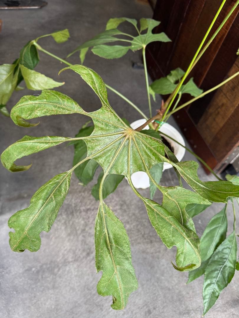 希少★ 入荷〜☆ トラベシア　トレベシア パルマータ　7号　観葉植物 760