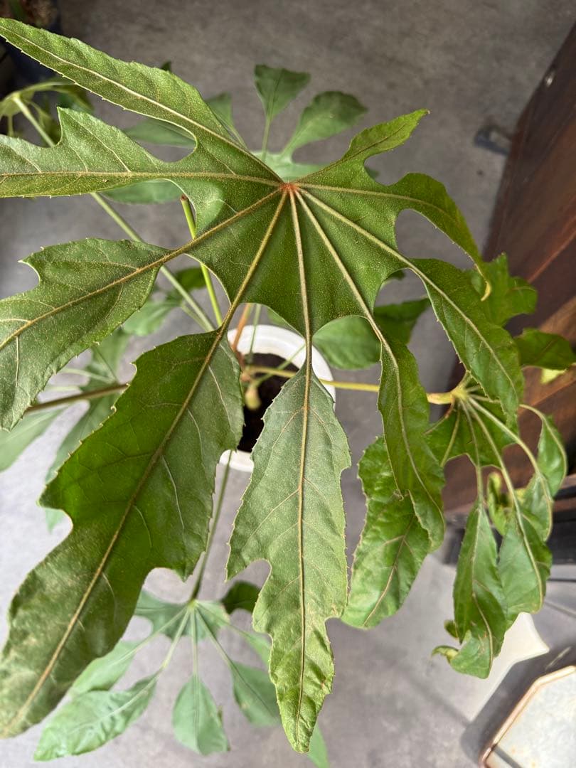 希少★ 入荷〜☆ トラベシア　トレベシア パルマータ　7号　観葉植物 760