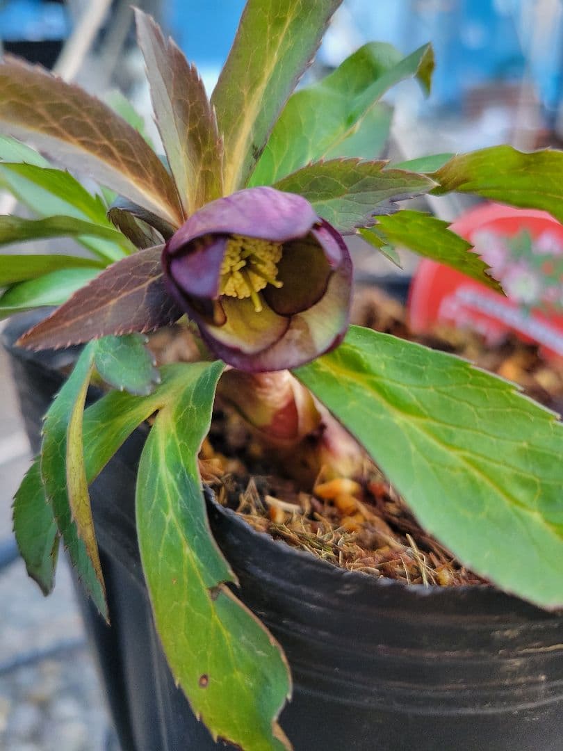 原種交配系　プチドール　シングル　クリスマスローズ