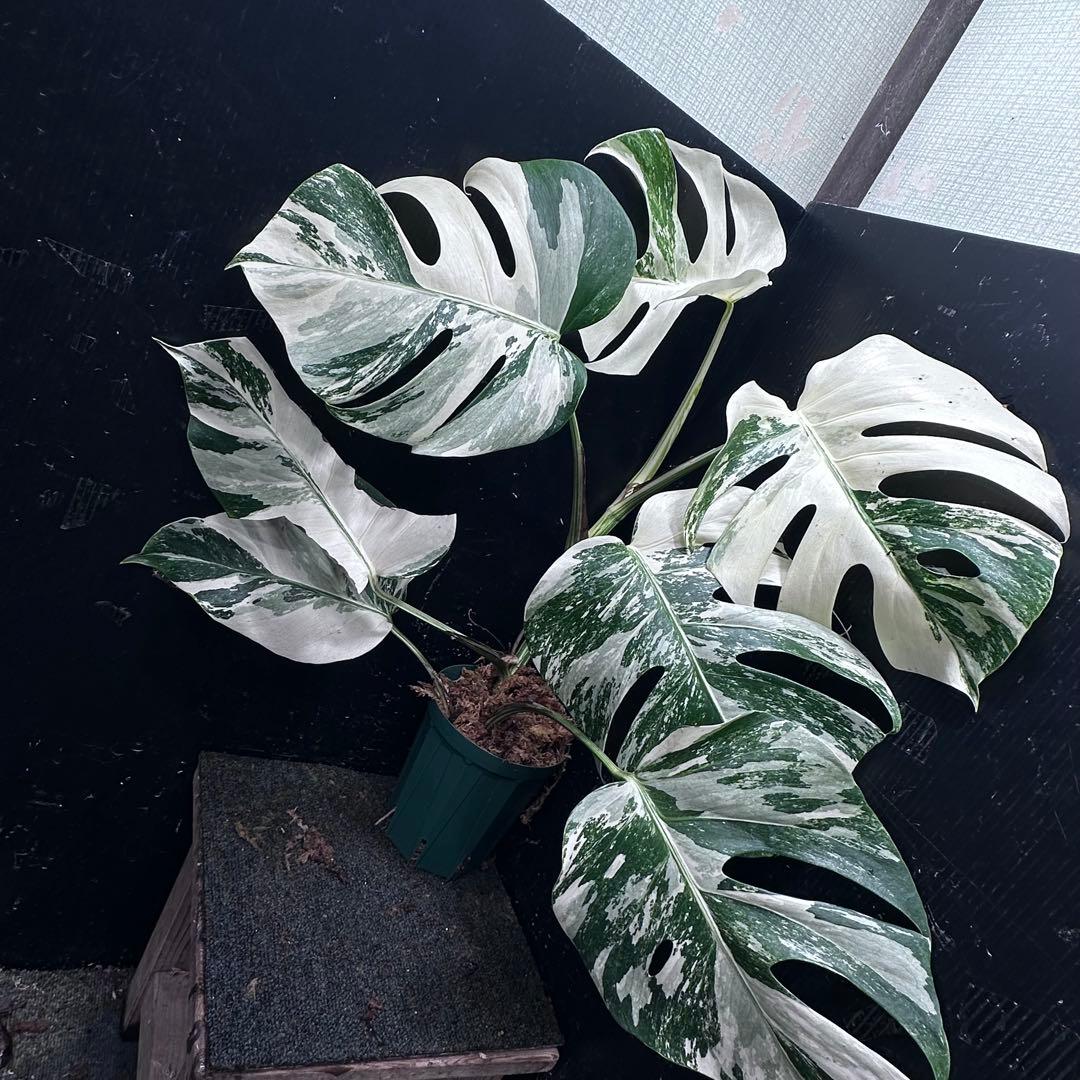 ビ*ズ様 斑入りモンステラ ホワイトタイガー極美大株65cm白斑多