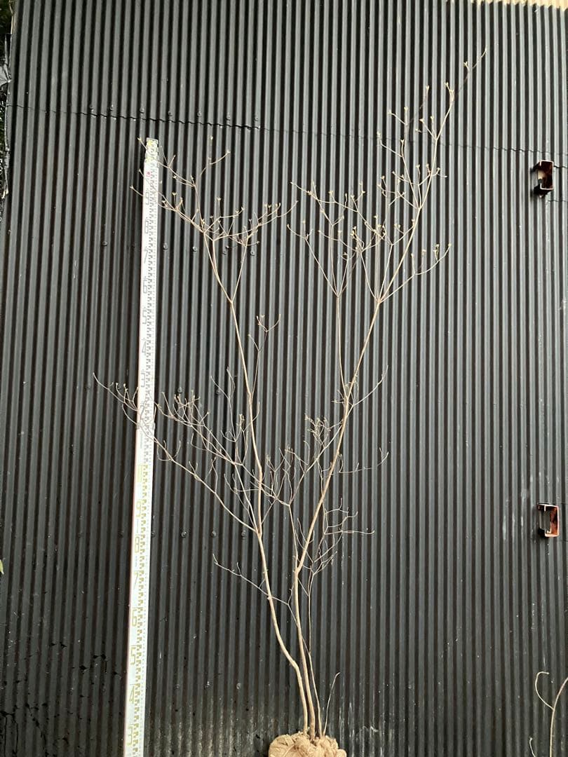 Yです！ 山採り　バイカツツジ