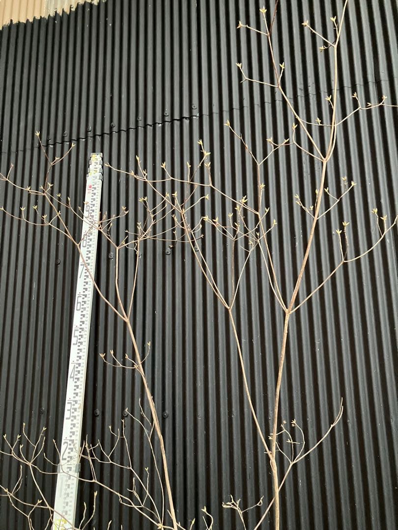 Yです！ 山採り　バイカツツジ