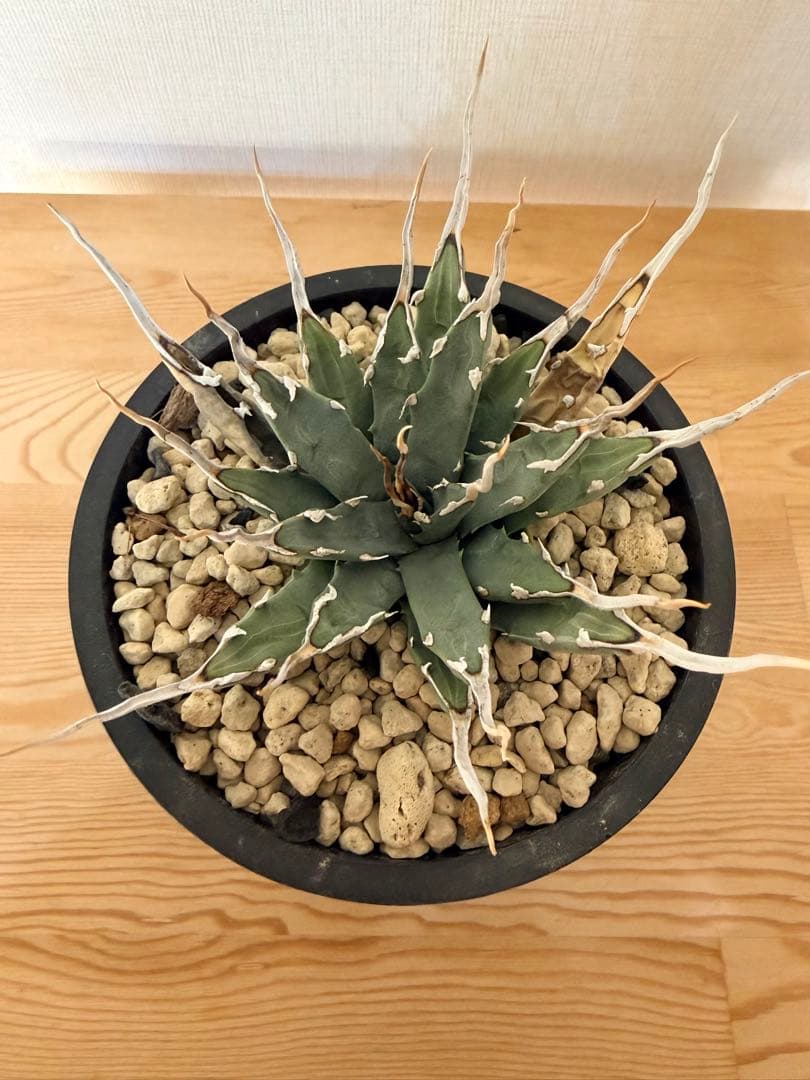 【hkhkmsk27】アガベ ユタエンシス エボリスピナ 実生