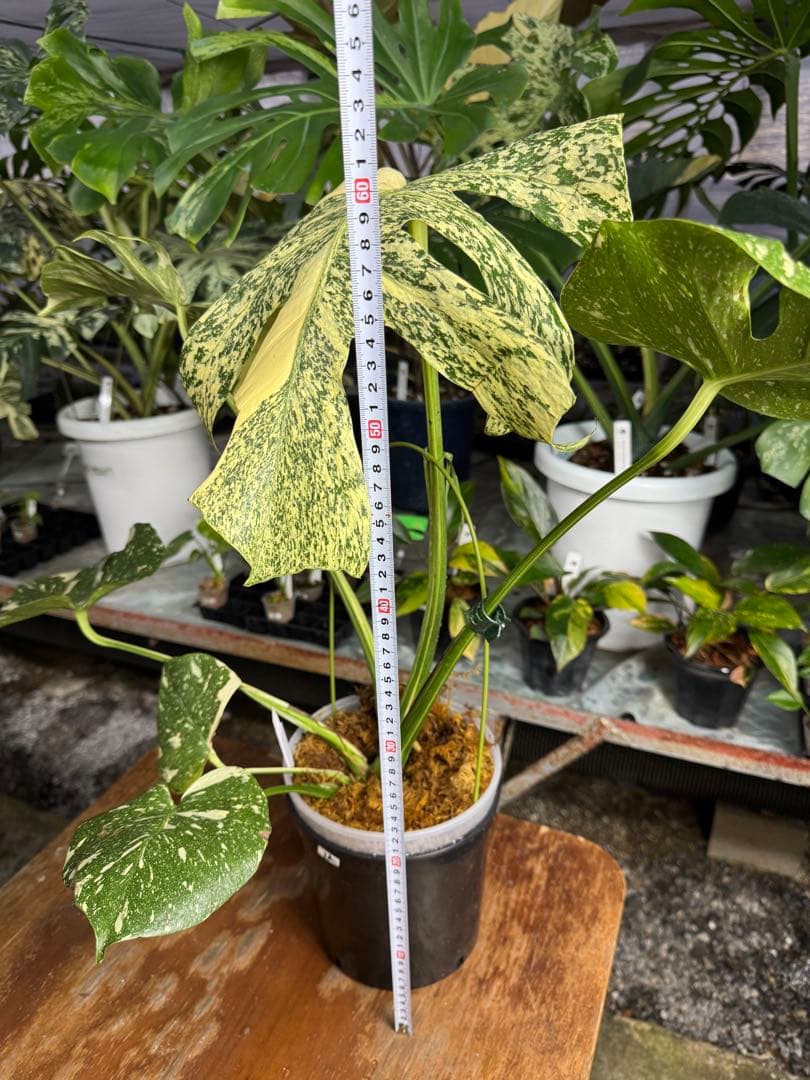 モ*～様 12モンステラ　タイコンステレーション　スターライト