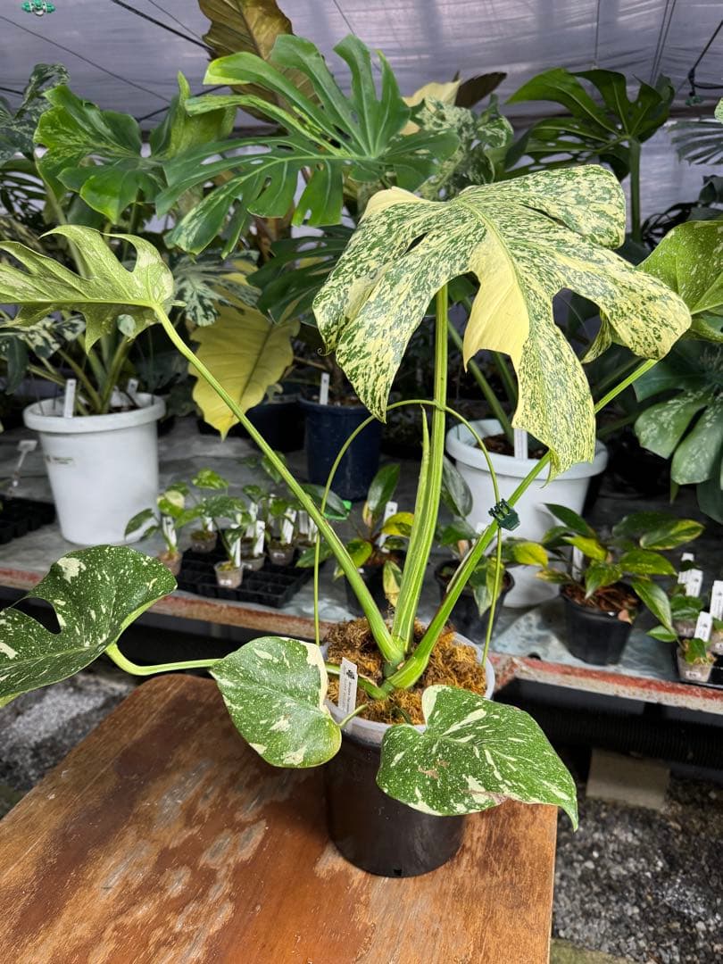 モ*～様 12モンステラ　タイコンステレーション　スターライト