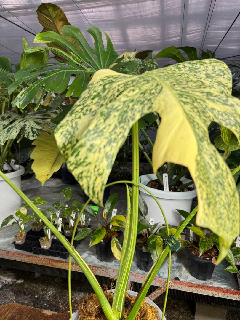 モ*～様 12モンステラ　タイコンステレーション　スターライト