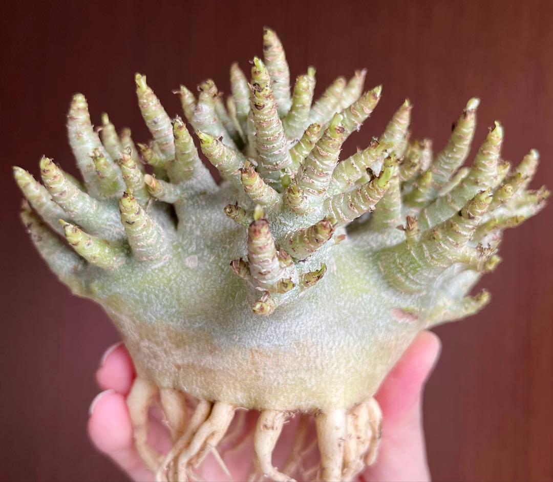 【激レア/ドワーフ/極太 】アデニウム アラビカム コーラルブランチ