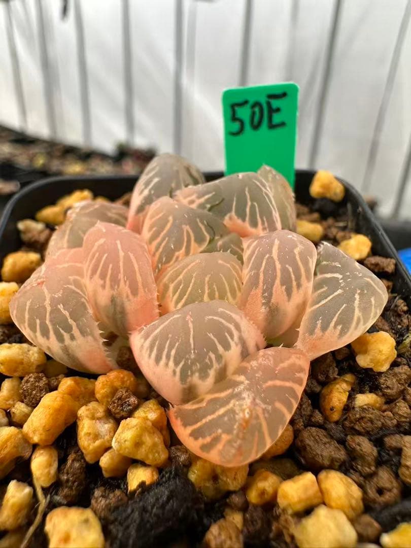 50E 多肉植物 ハオルチア OM✖️赤い鳥錦 糊斑