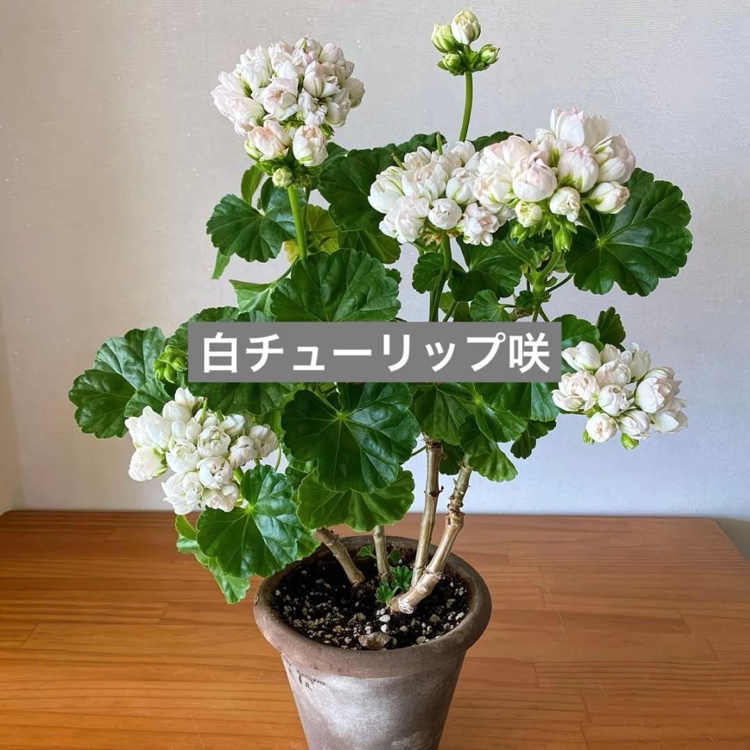 Flowerflower　白いチューリップ咲ゼラニウム　珍しいゼラニウム苗