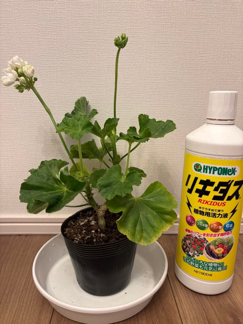 Flowerflower　白いチューリップ咲ゼラニウム　珍しいゼラニウム苗