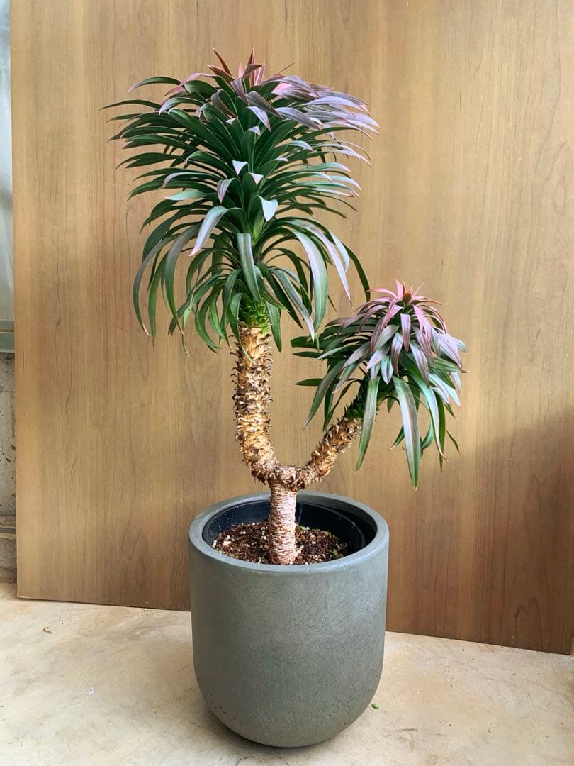 アカちゃん　　　　ユッカ・ディスメチアーナ　コンパクタ　枝分かれ