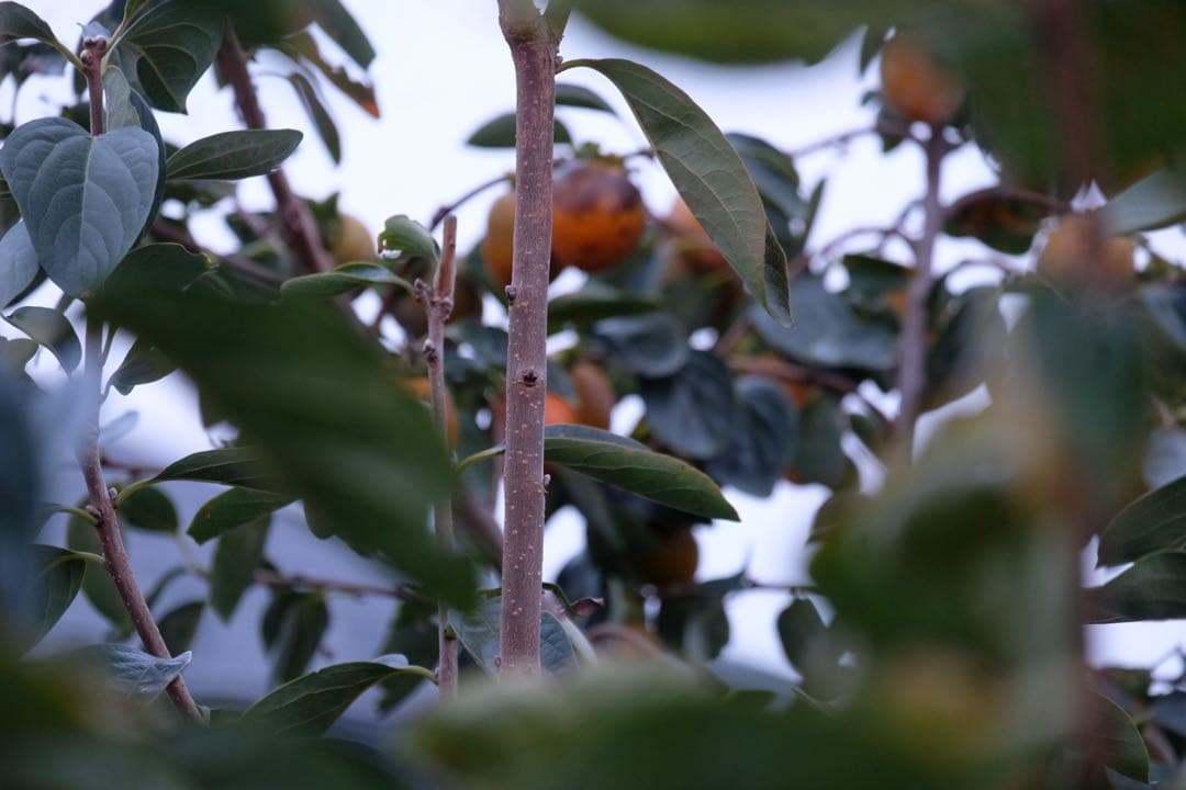 【ジャンク品】FUJIFILM X-H1 レンズフジノン50-230mmズーム付