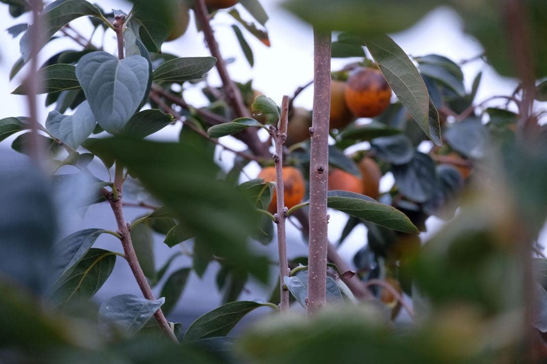 【ジャンク品】FUJIFILM X-H1 レンズフジノン50-230mmズーム付