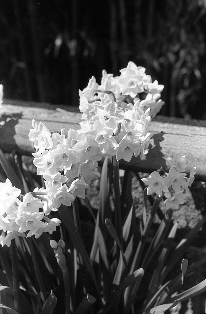 完動品 PENTAX SL 黒/Super Takumar 55mm f1.8