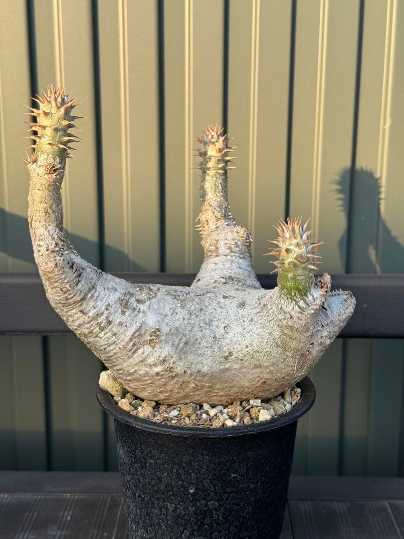 パキポディウム　デンシフローラム　発根済み　現地球