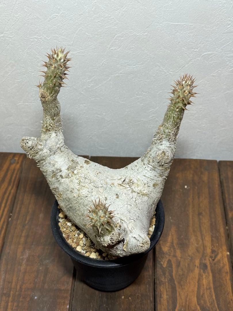 パキポディウム　デンシフローラム　発根済み　現地球