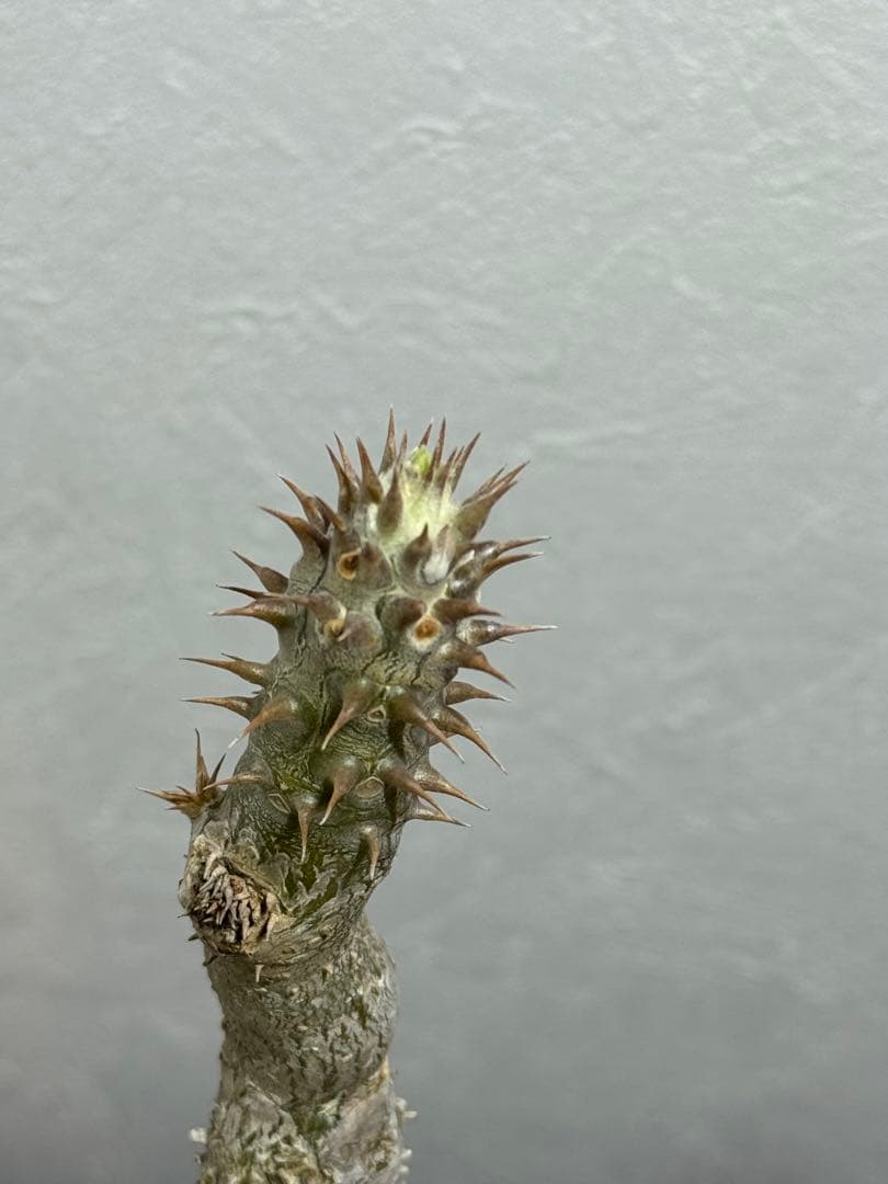 パキポディウム　デンシフローラム　発根済み　現地球