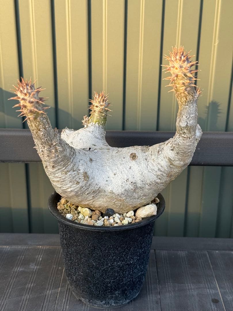 パキポディウム　デンシフローラム　発根済み　現地球