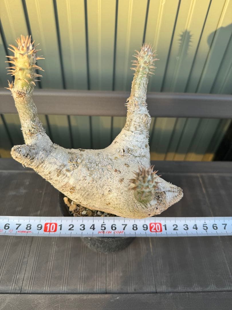 パキポディウム　デンシフローラム　発根済み　現地球