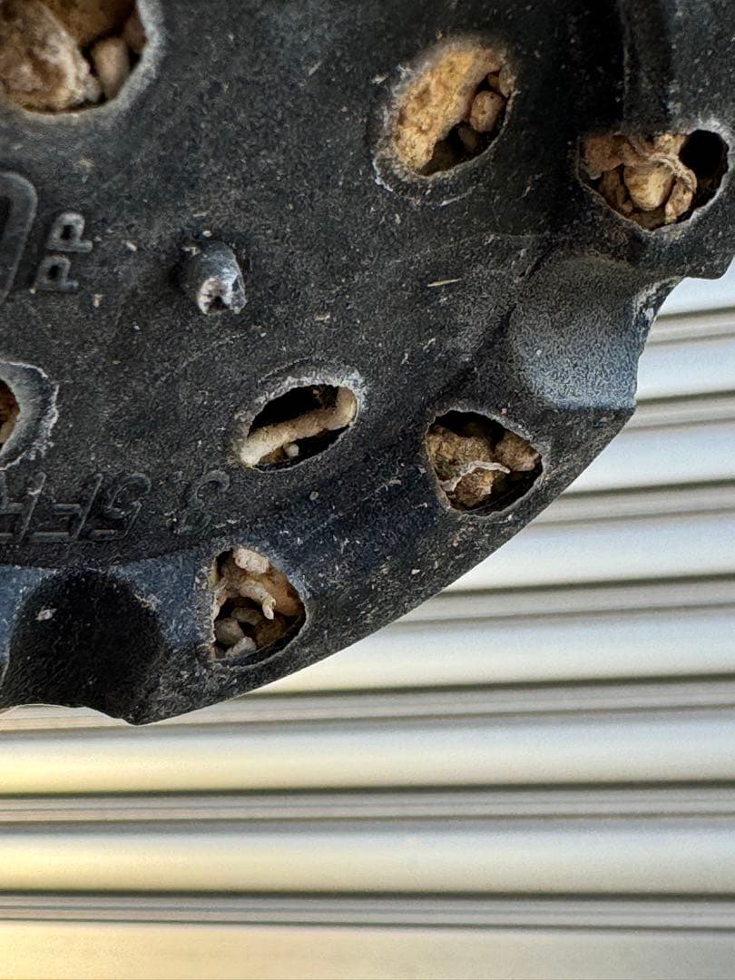 パキポディウム　デンシフローラム　発根済み　現地球