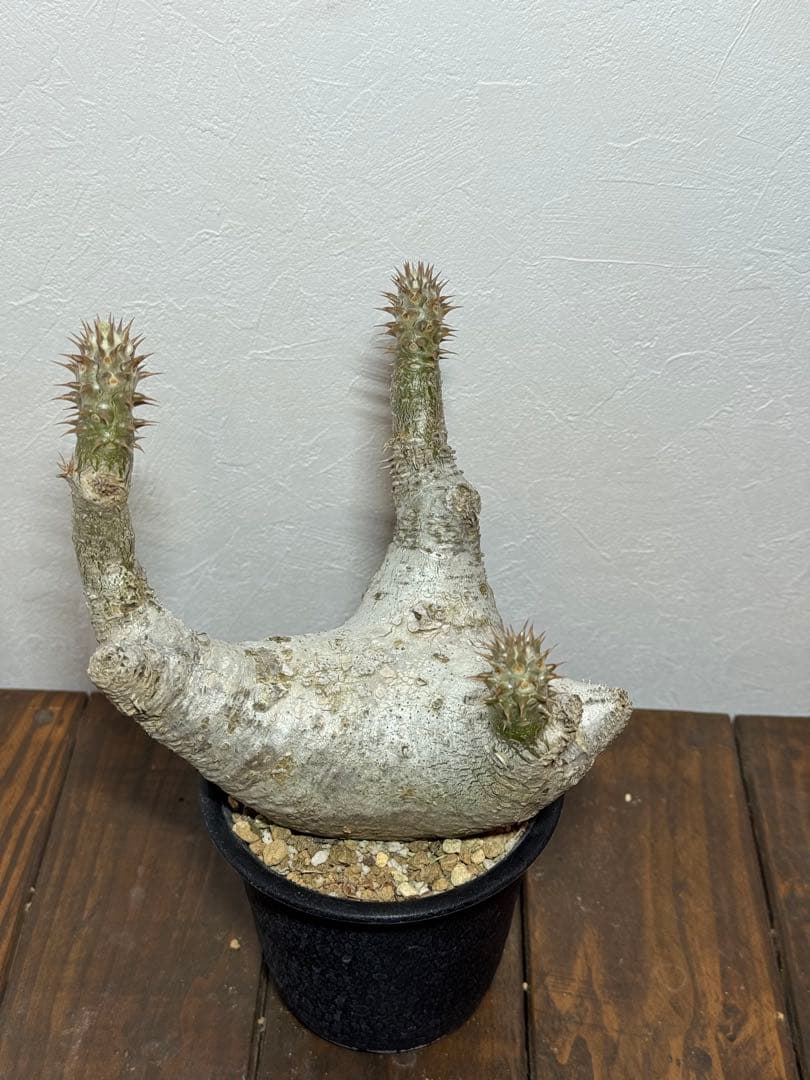 パキポディウム　デンシフローラム　発根済み　現地球