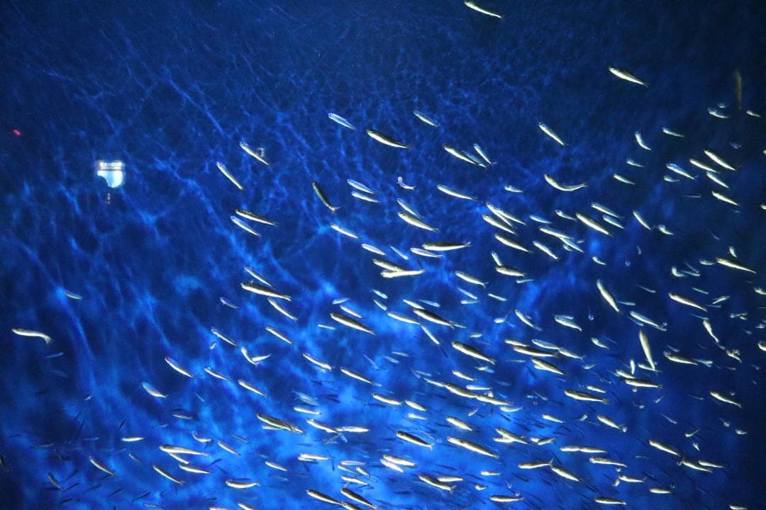 【ほぼ未使用】Canon EOS Kiss X10 ダブルズームセット付属品込