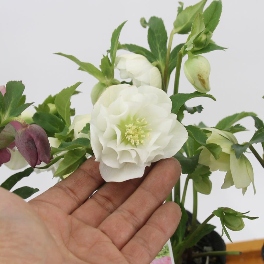 八重咲きクリスマスローズ　5ポットセット