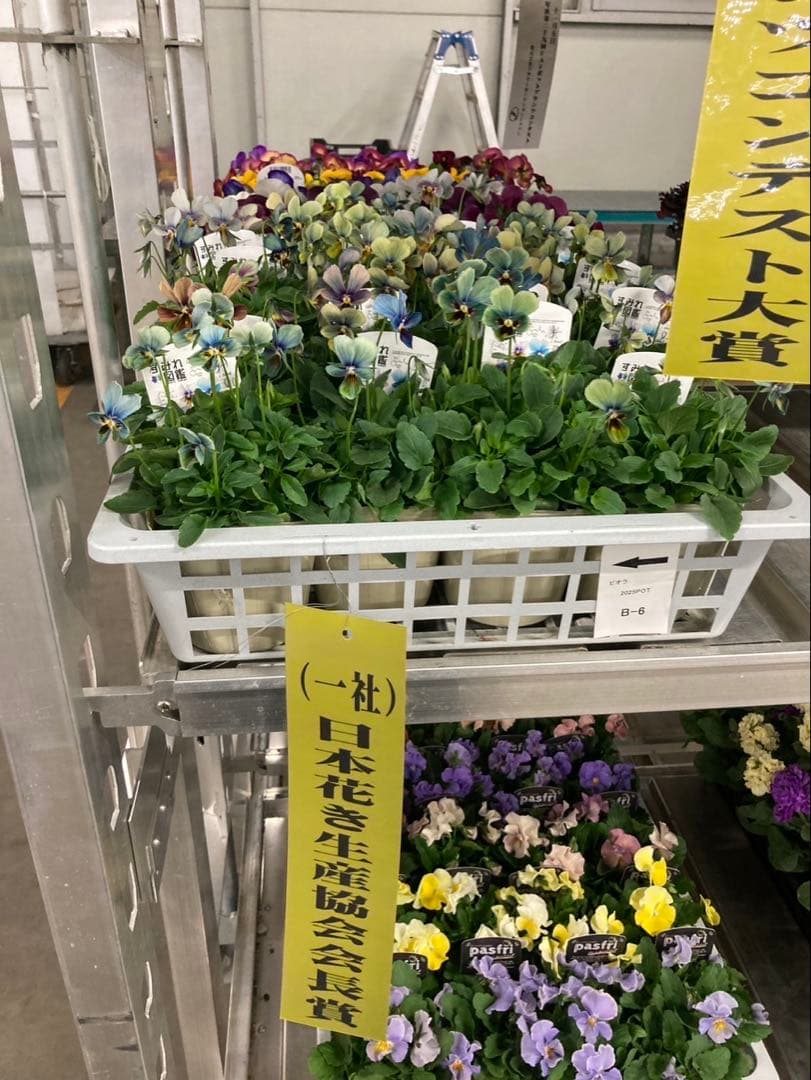 M*I様 すみれ図鑑　ビオラ　濃緑青　SA