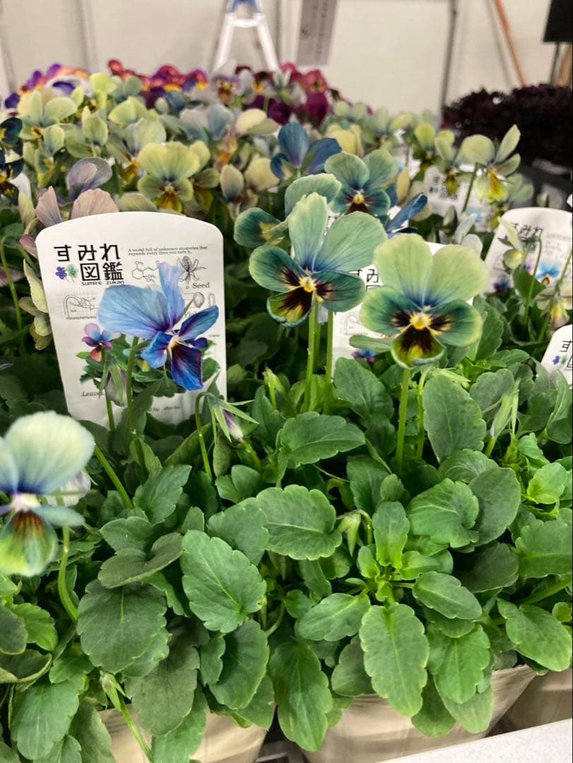 M*I様 すみれ図鑑　ビオラ　濃緑青　SA