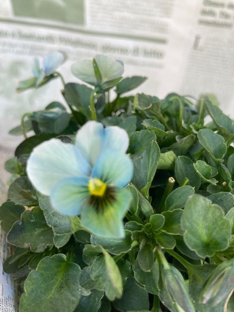 M*I様 すみれ図鑑　ビオラ　濃緑青　SA