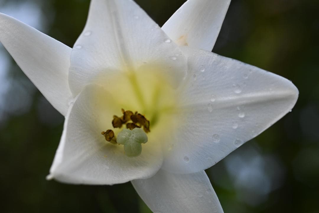 レンズ(単焦点) Nikon AF MICRO NIKKOR 105mm F2.8D