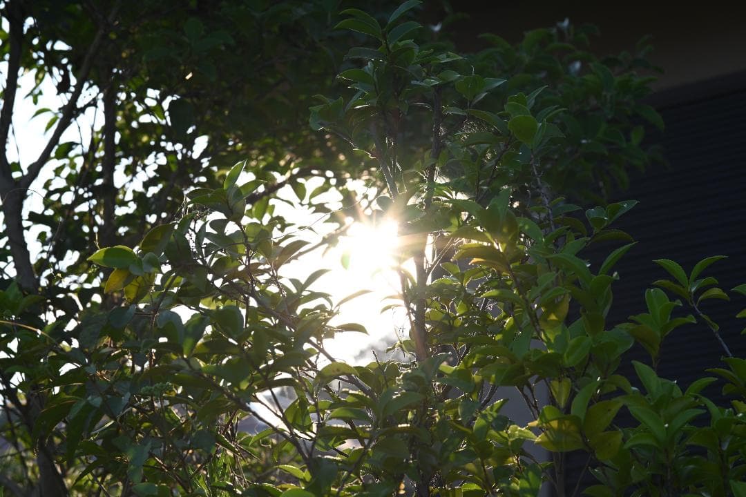 レンズ(単焦点) Nikon AF MICRO NIKKOR 105mm F2.8D