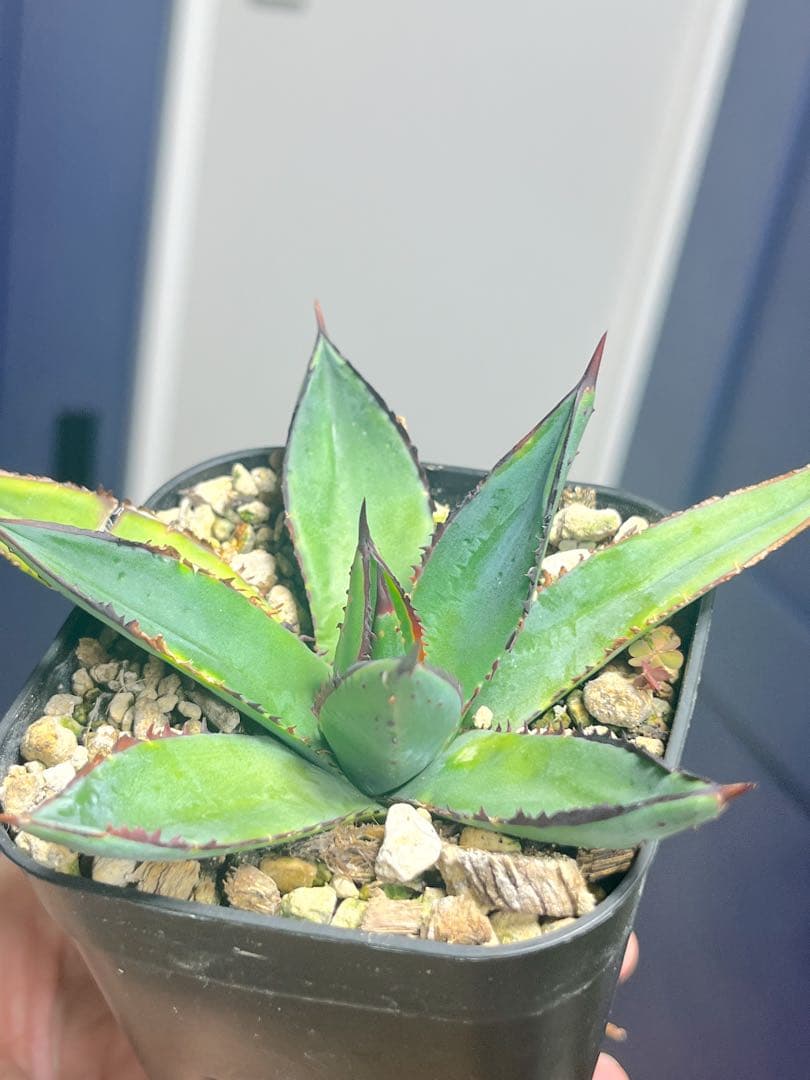 アガベ ハイブリッド 笹乃雪×屈原乃舞扇 子株 agave hybrid