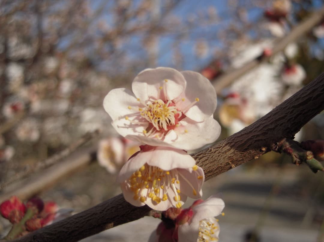 実写美⭕️美品【動作確認済み】Nikon COOLPIX S600 デジカメ