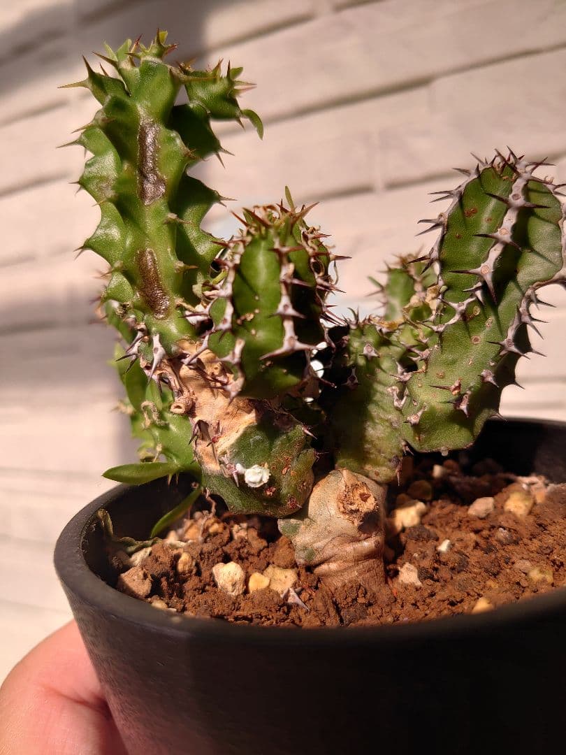 【さりお】ユーフォルビア ムランジーナ