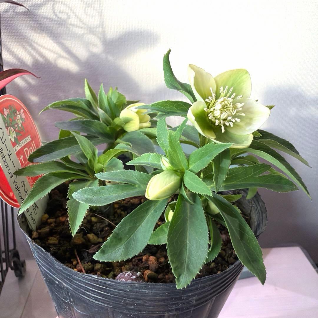 まい様　リクエスト　おまとめ3点