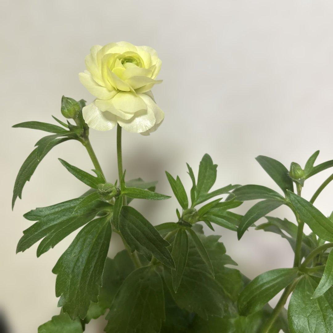 ジャスミンラナンキュラスラックス　グレーシス❤️ベスタリス