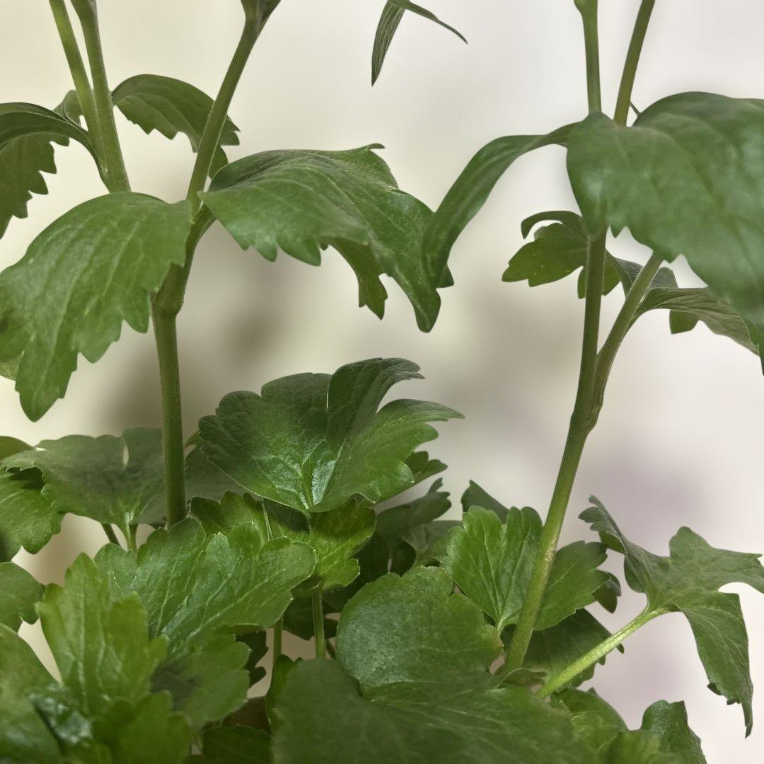 ジャスミンラナンキュラスラックス　グレーシス❤️ベスタリス