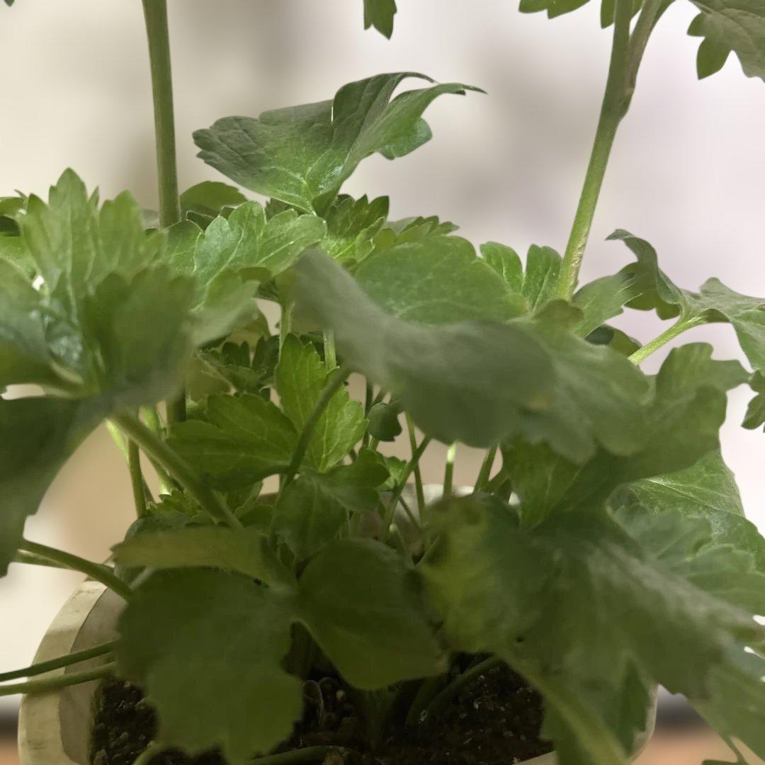 ジャスミンラナンキュラスラックス　グレーシス❤️ベスタリス