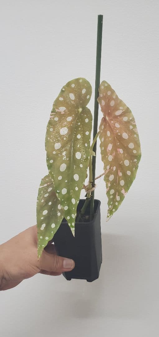 ベゴニア・マクラータ斑入り株の出品です。