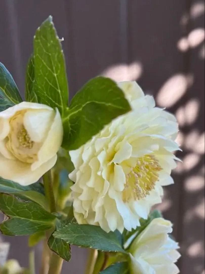 ♡開花中♡DD多弁ホワイト整形花　横向き充実株