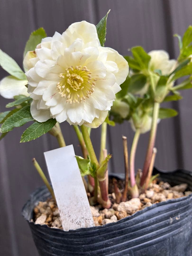 ♡開花中♡DD多弁ホワイト整形花　横向き充実株