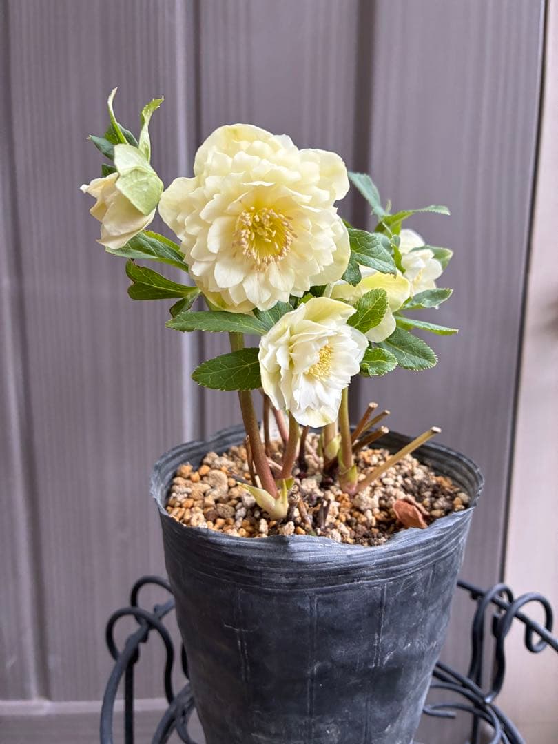 ♡開花中♡DD多弁ホワイト整形花　横向き充実株