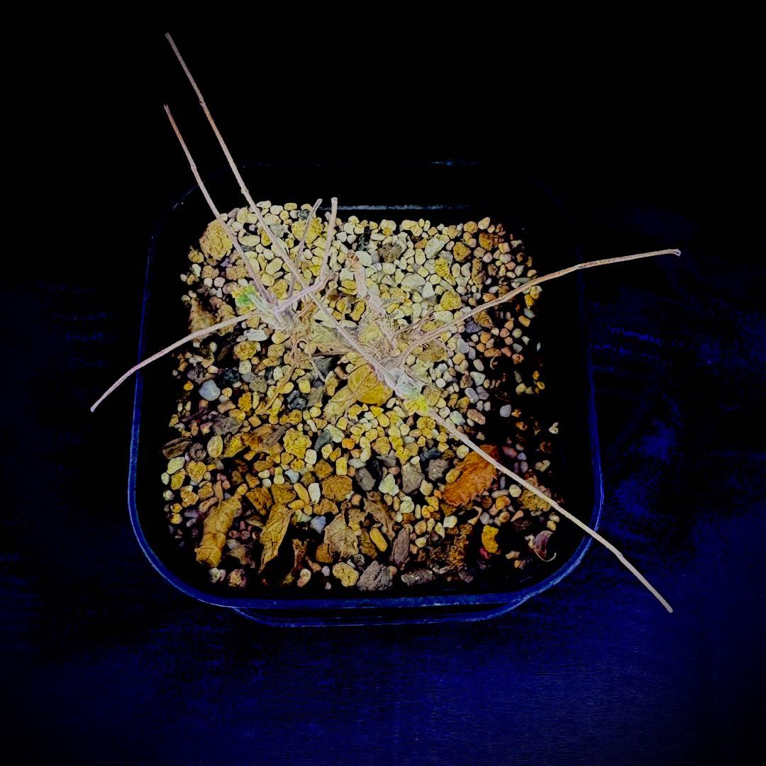 ぽん様 ボスウェリア サクラ 実生 灌木 塊根植物 コーデックス