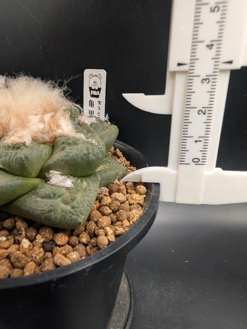 ね*こ様 亀甲牡丹(大疣タイプ) 実生 鉢植えメルカリ便送料込み