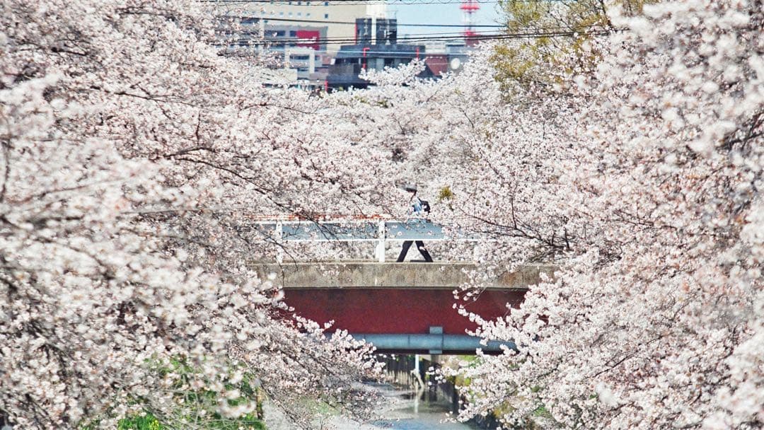 【美品】SONY α7 II ミラーレス一眼カメラ（バディーのみ)