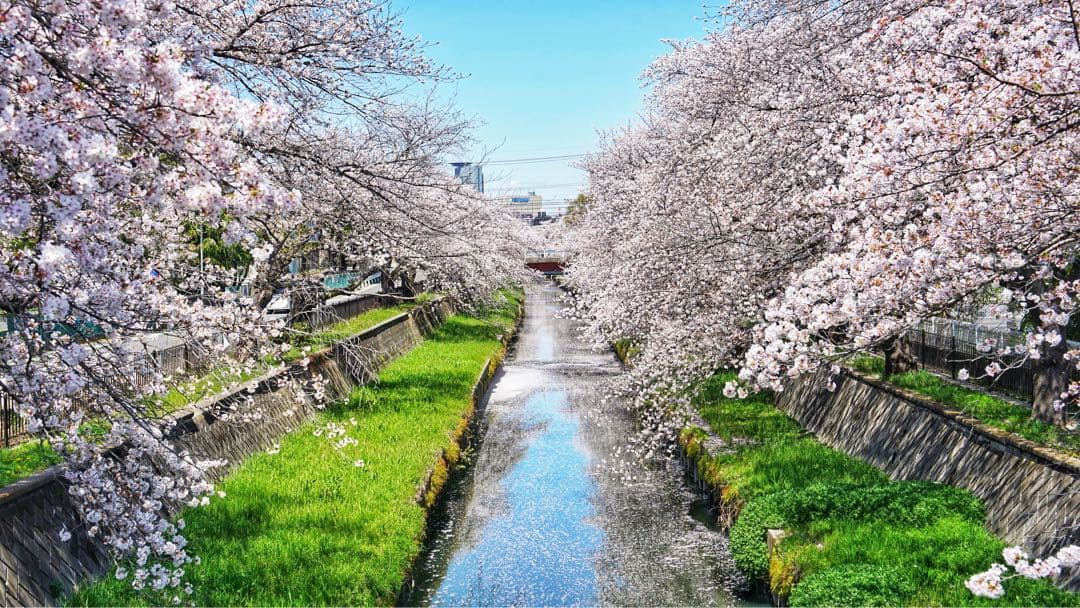 【美品】SONY α7 II ミラーレス一眼カメラ（バディーのみ)