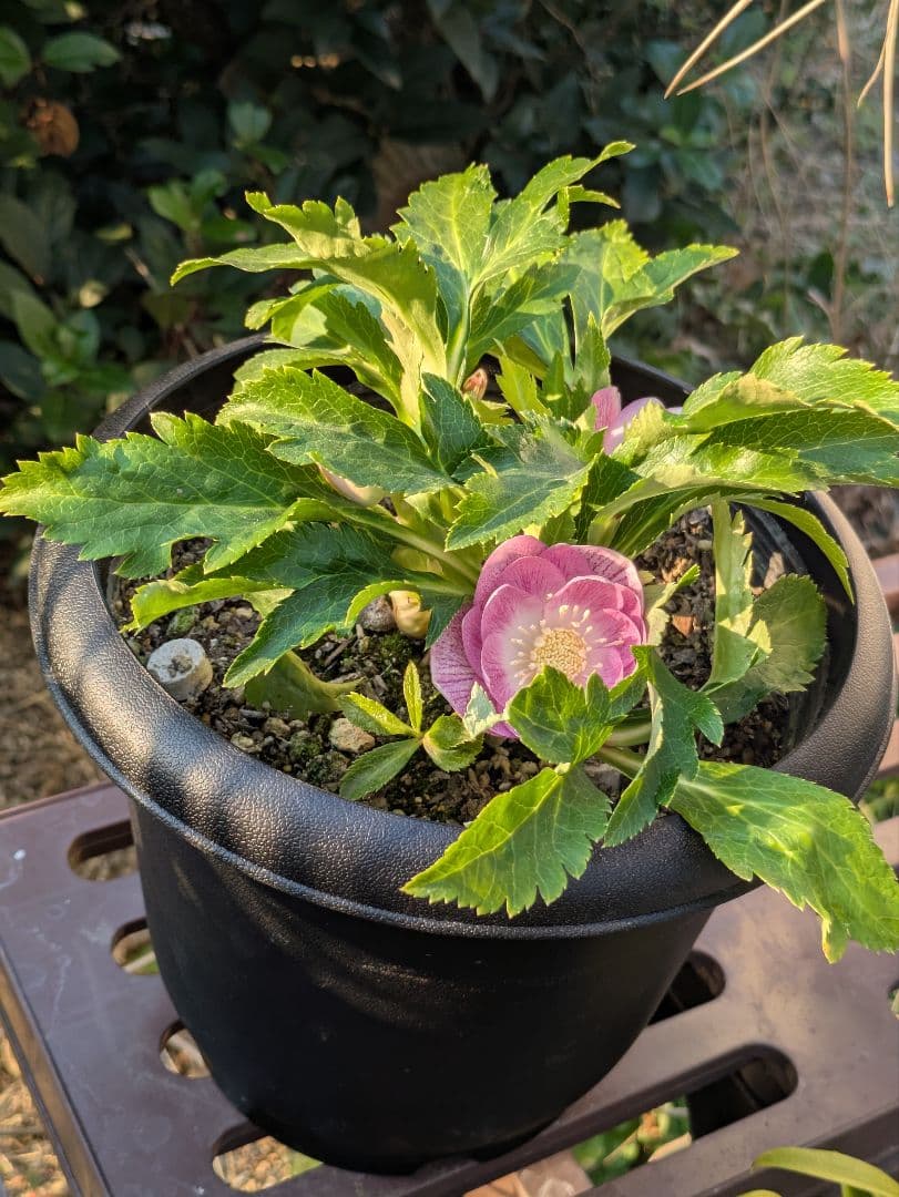 広瀬園芸 クリスマスローズ オーレア系ピンクグラデーション DDリバーシブル