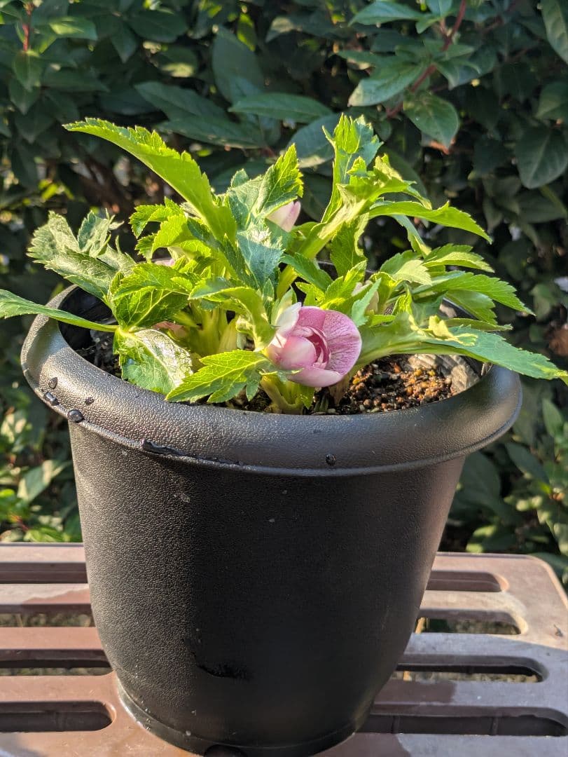 広瀬園芸 クリスマスローズ オーレア系ピンクグラデーション DDリバーシブル