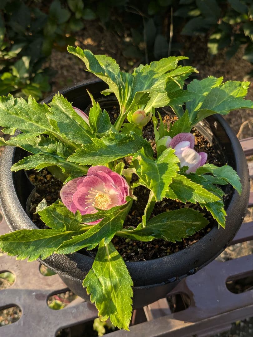 広瀬園芸 クリスマスローズ オーレア系ピンクグラデーション DDリバーシブル